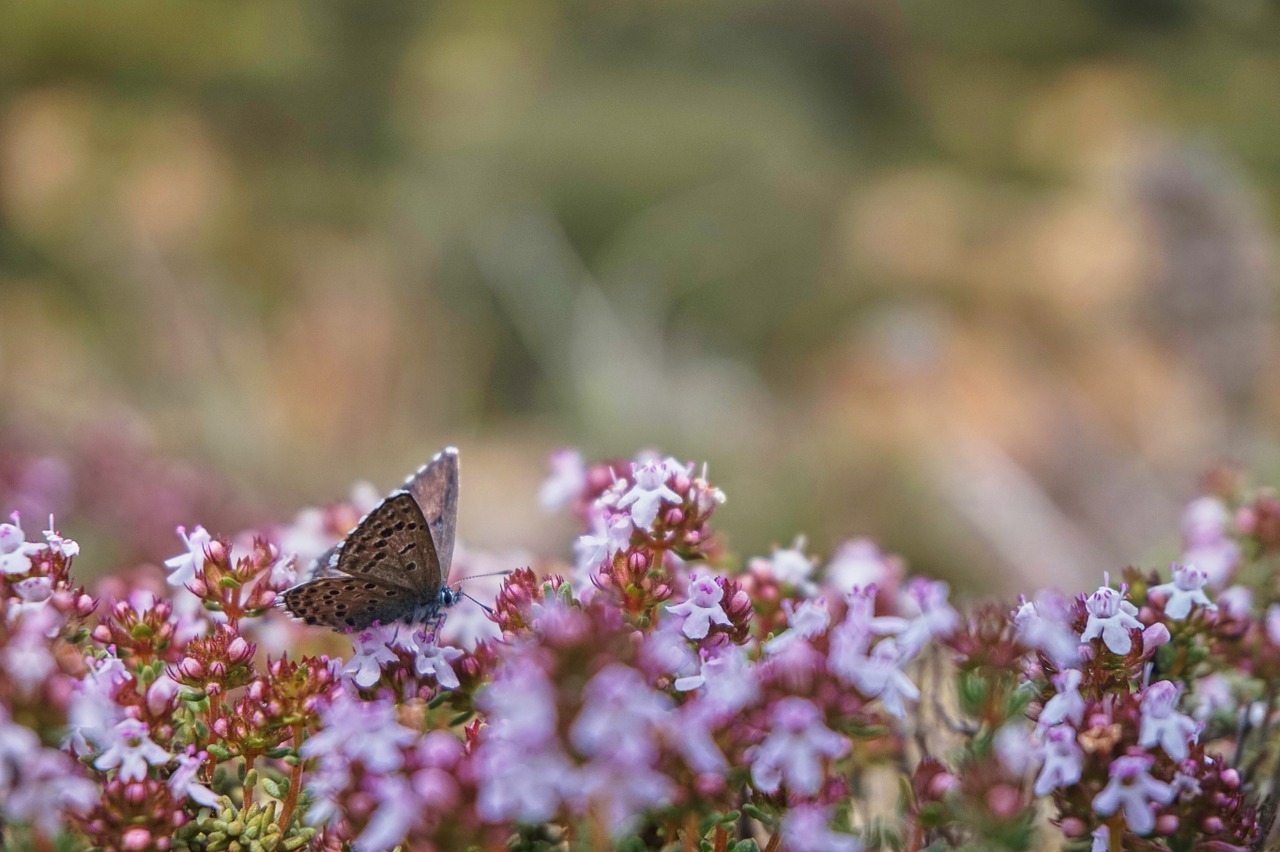 butterfly nature thyme free photo