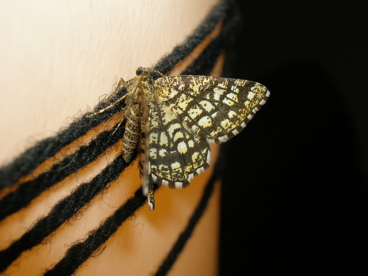 butterfly moth insect free photo