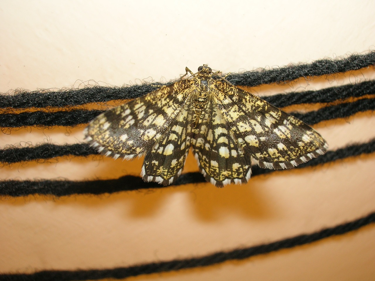 butterfly moth insect free photo