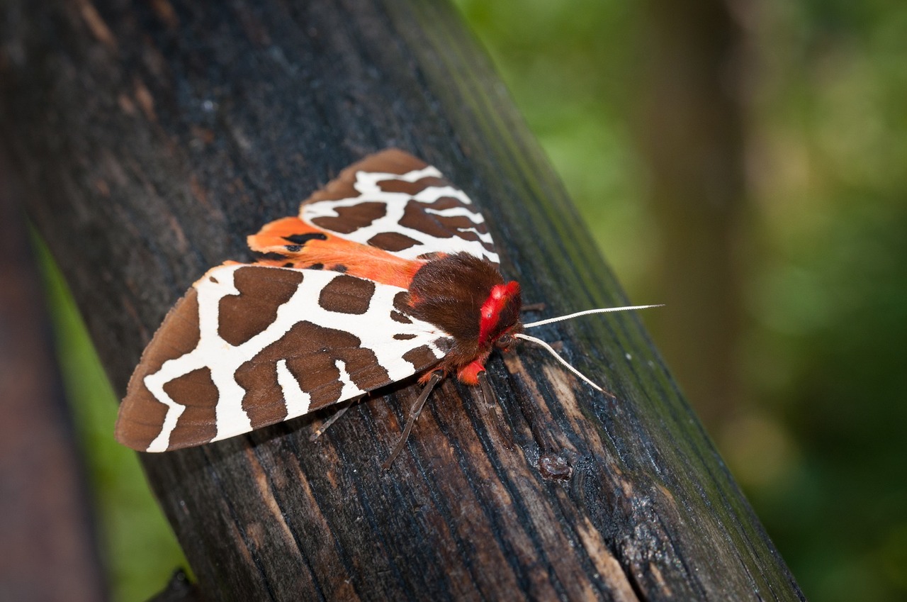 butterfly brown bear drawing free photo