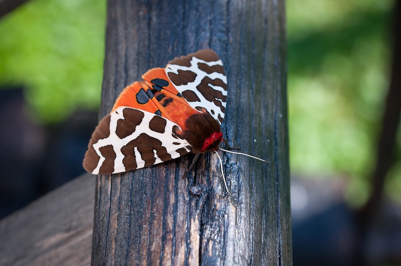 butterfly brown bear drawing free photo