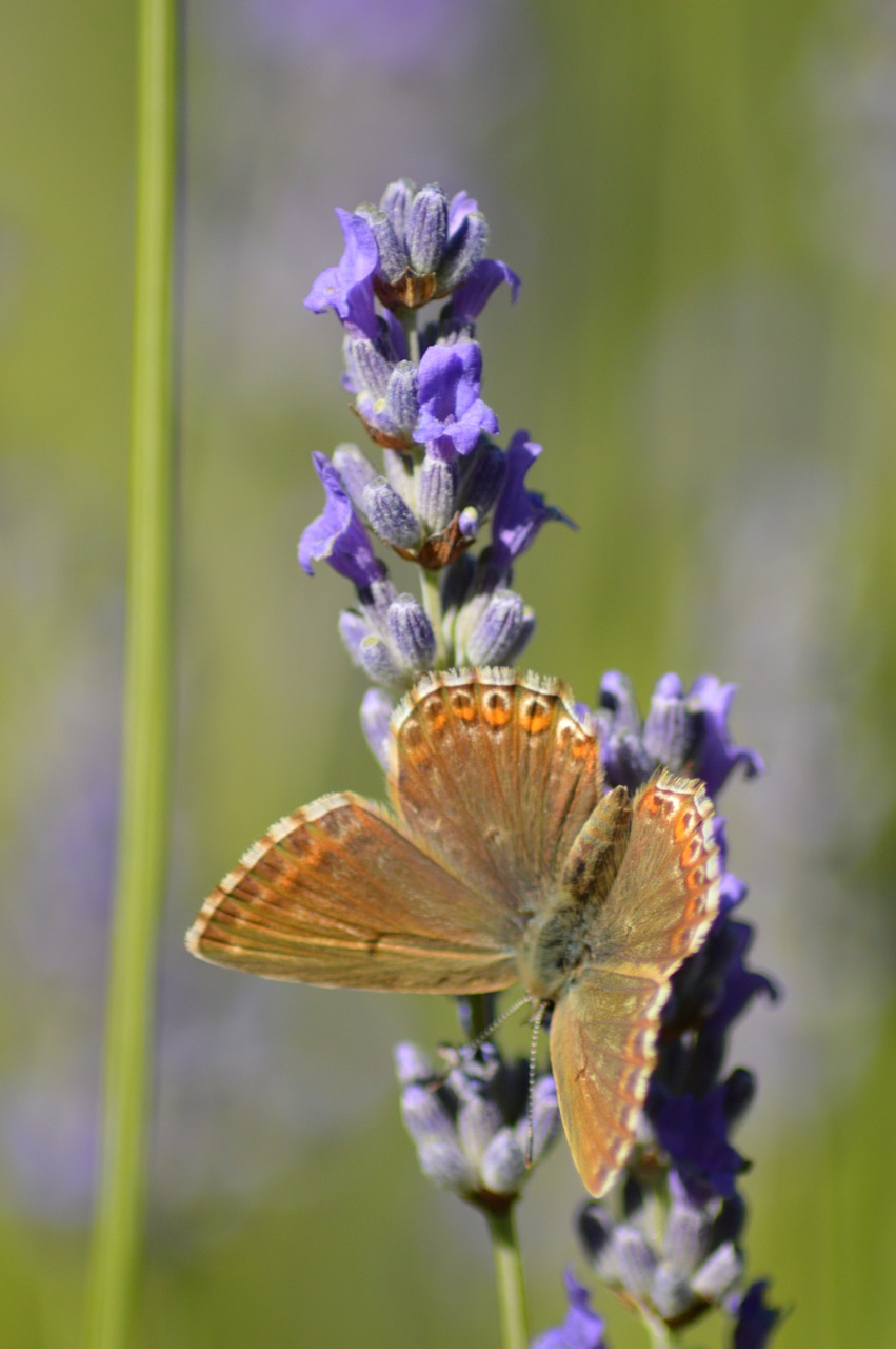 butterfly flower lavender free photo