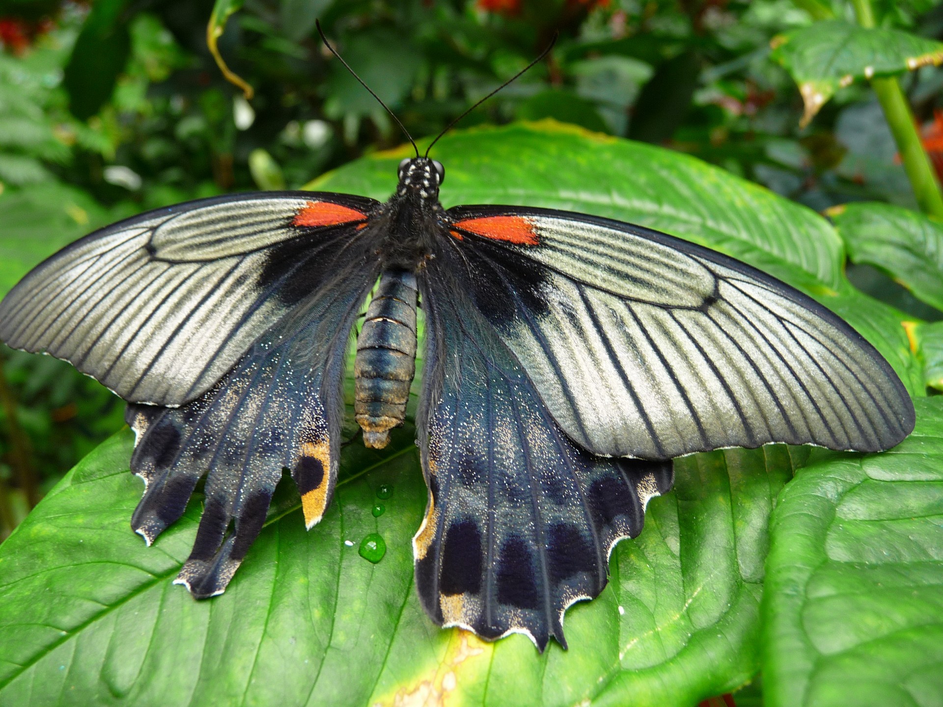 biology bug butterflies free photo