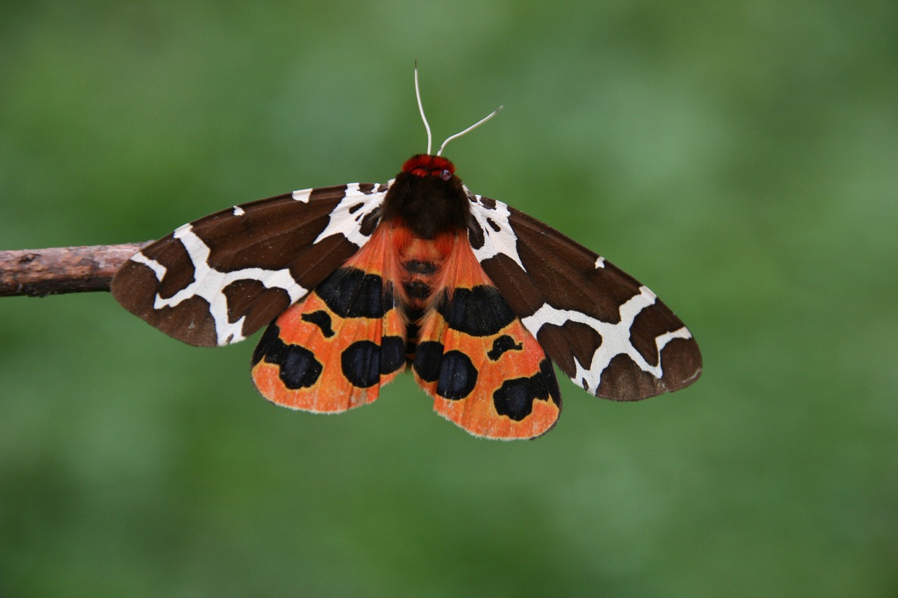 butterfly nature macro free photo