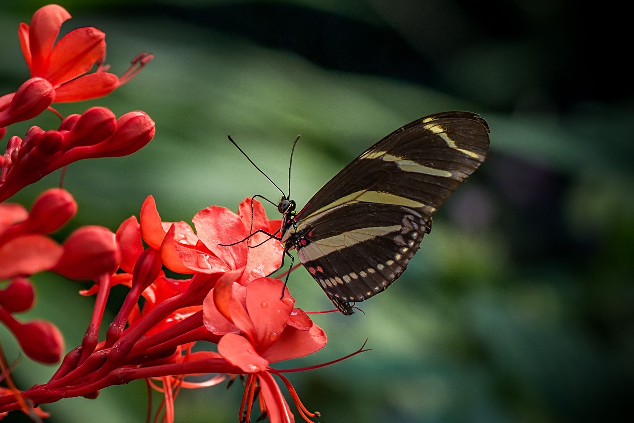 butterfly zebra heliconius charithonia free photo