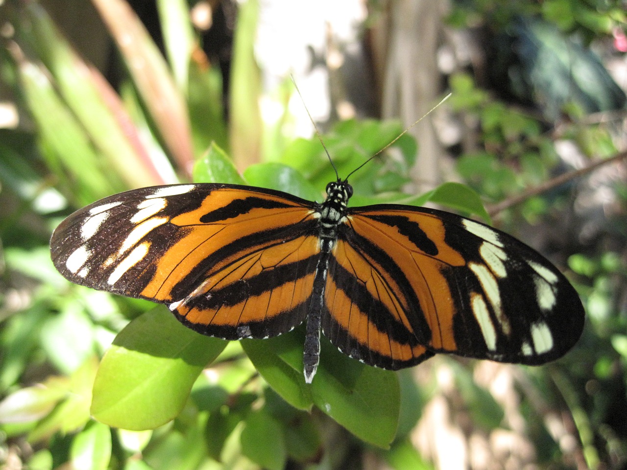 butterfly tiger butterfly nature free photo