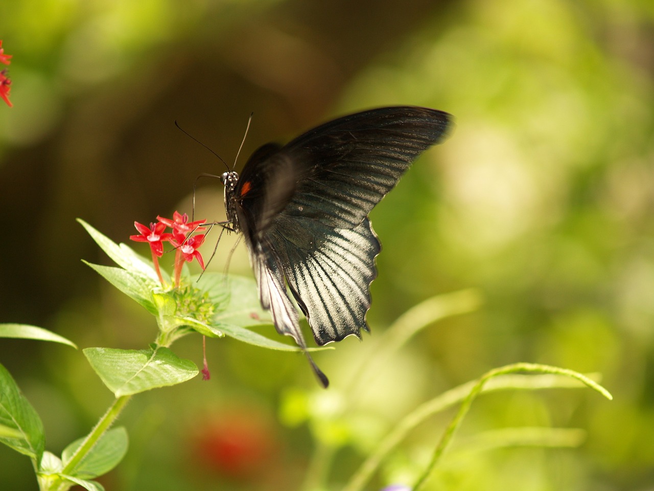 butterfly butterfly world florida free photo