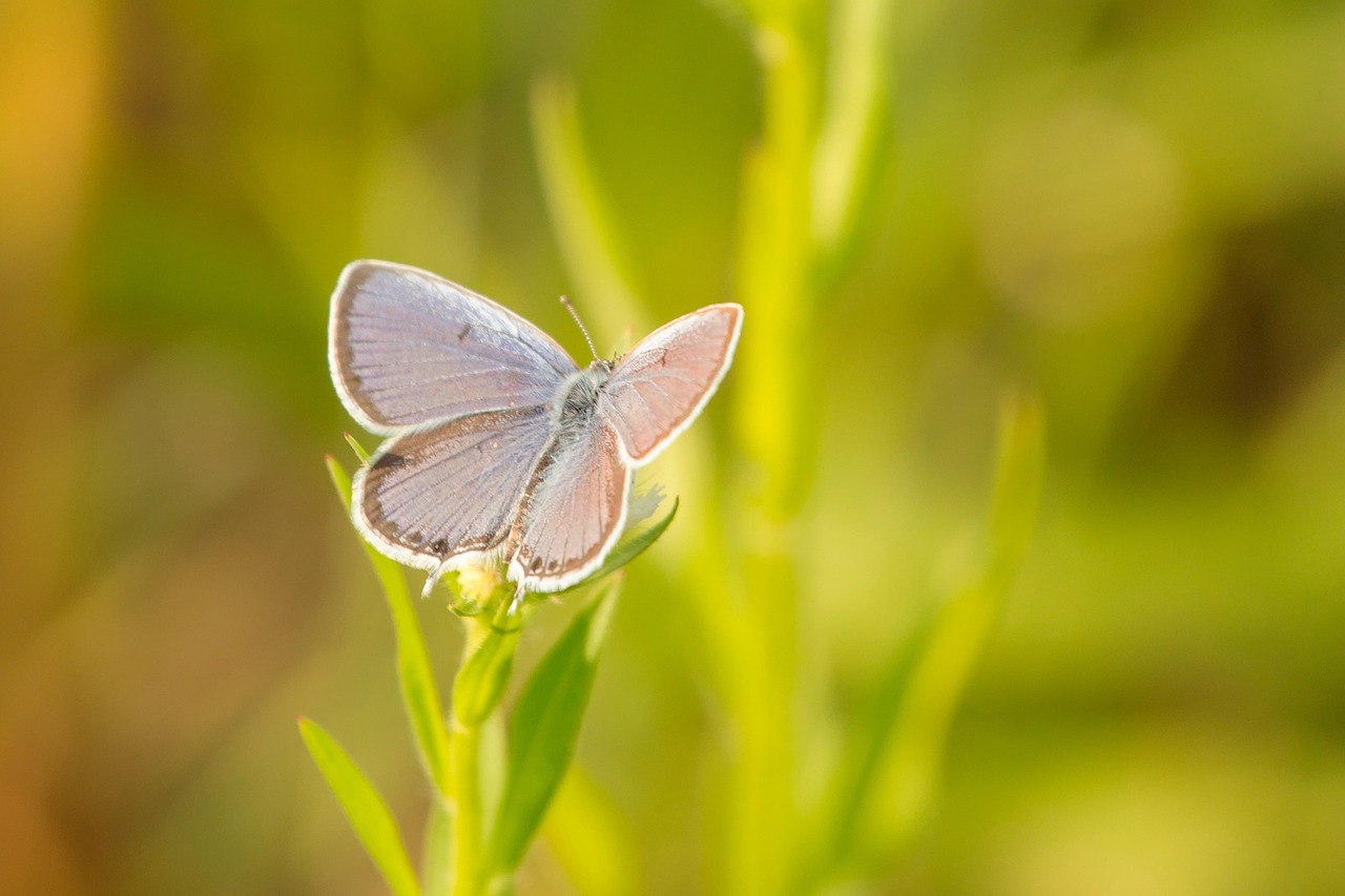 butterfly insect nature free photo