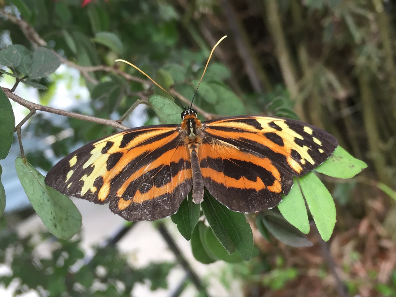 butterfly spotted monarch free photo