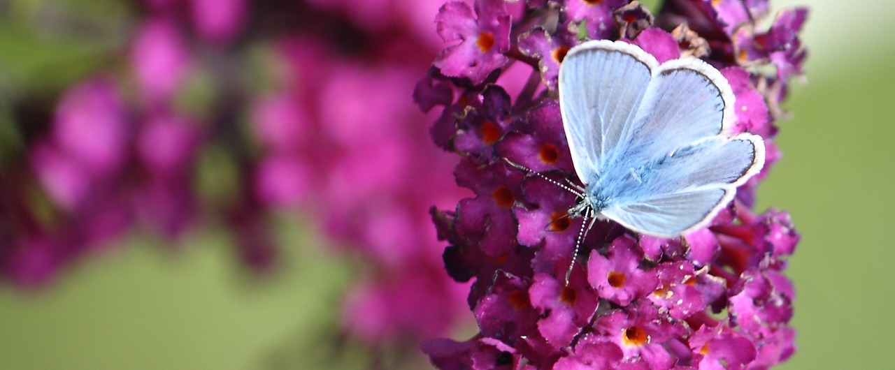 butterfly nectar natural free photo