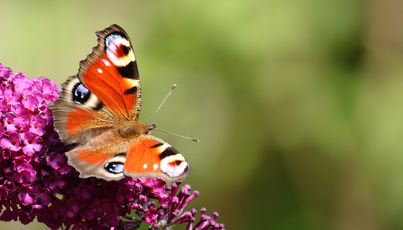 butterfly nectar natural free photo