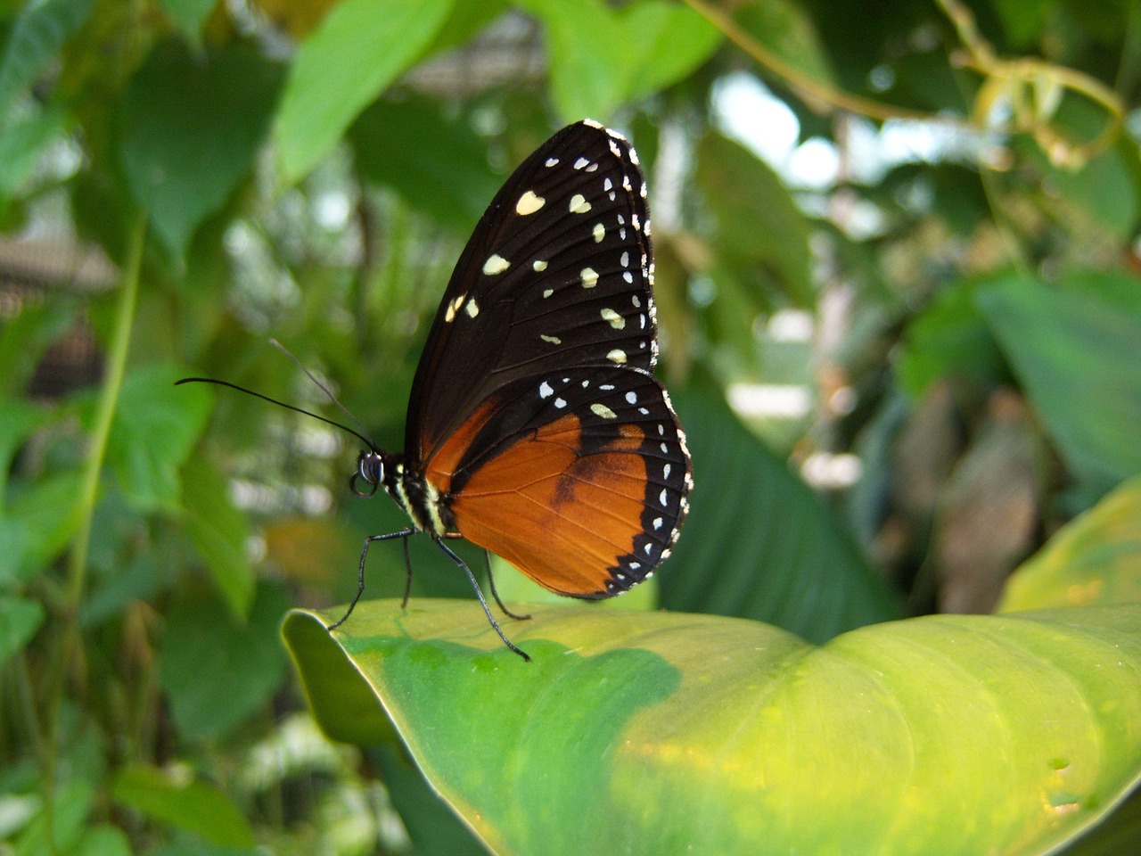 butterfly insect animal free photo