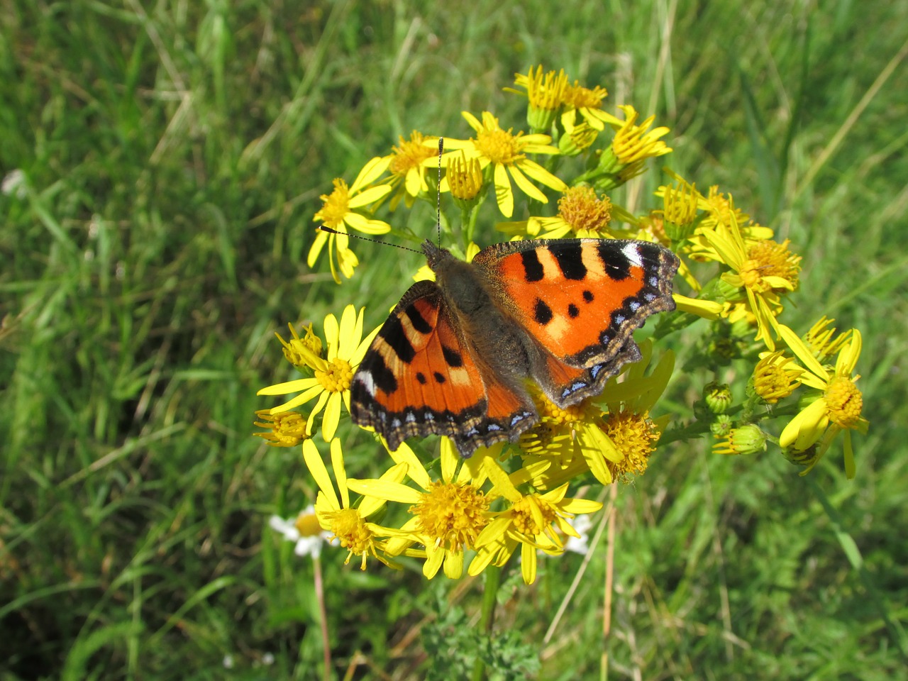 butterfly little fox blossom free photo