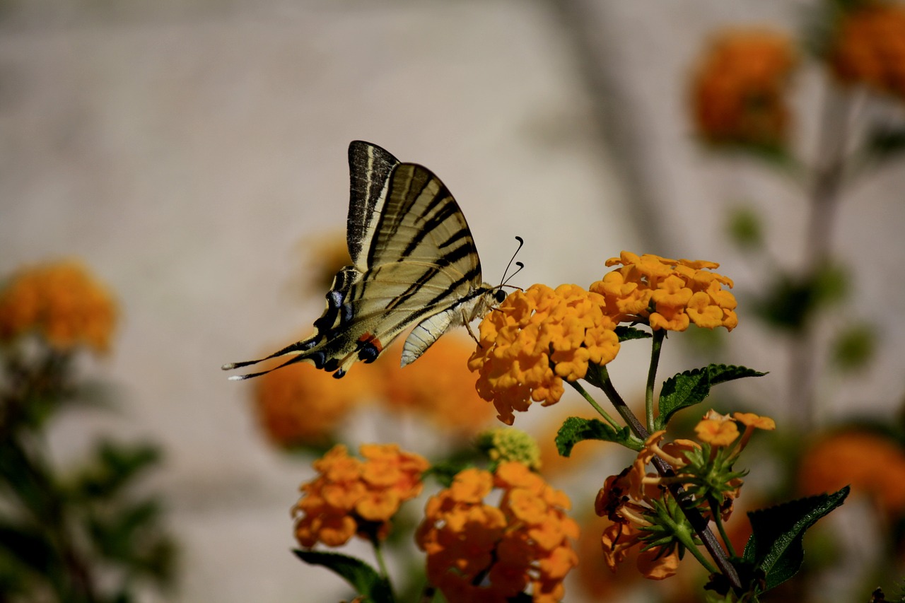 butterfly flowers orange free photo