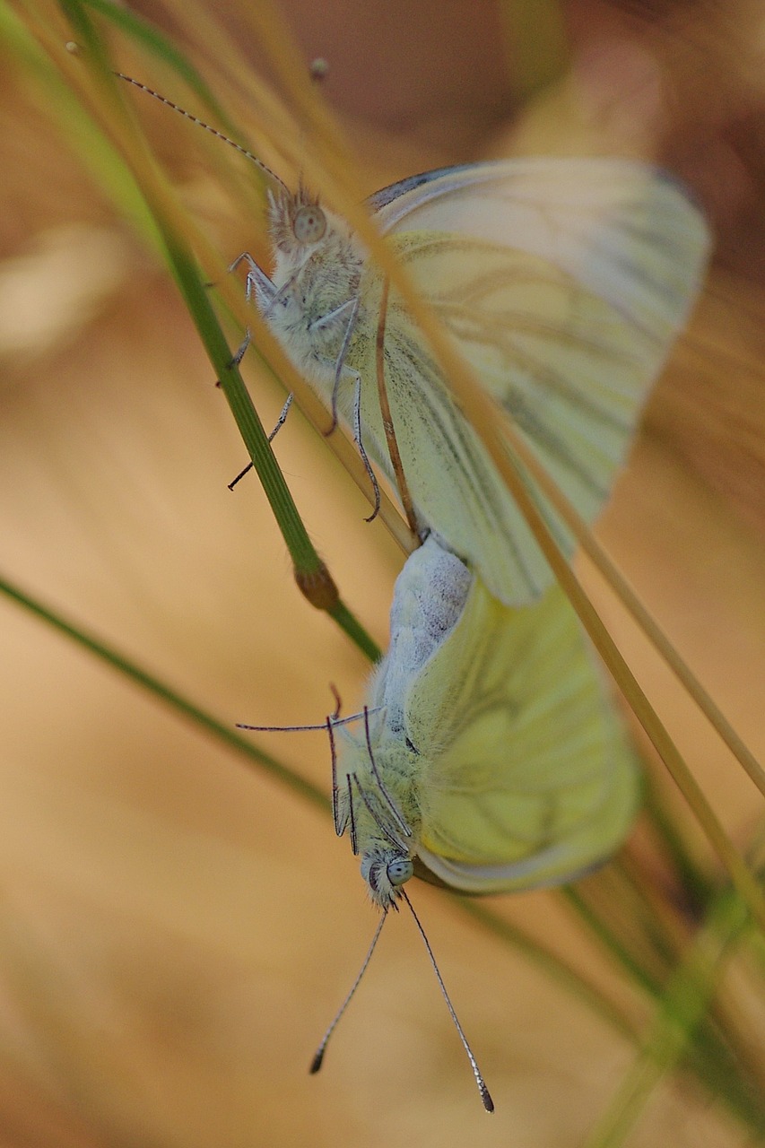 butterfly white insect free photo