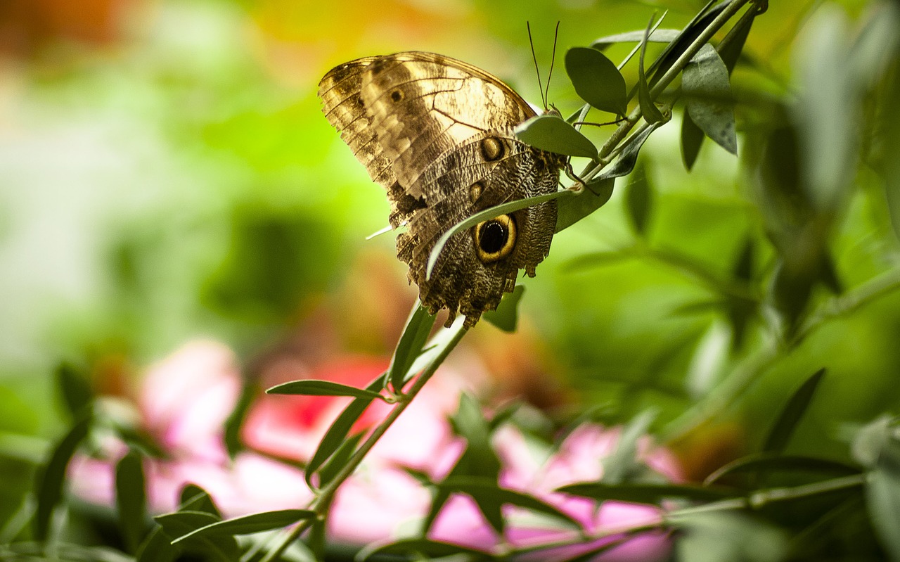 butterfly insect macro free photo