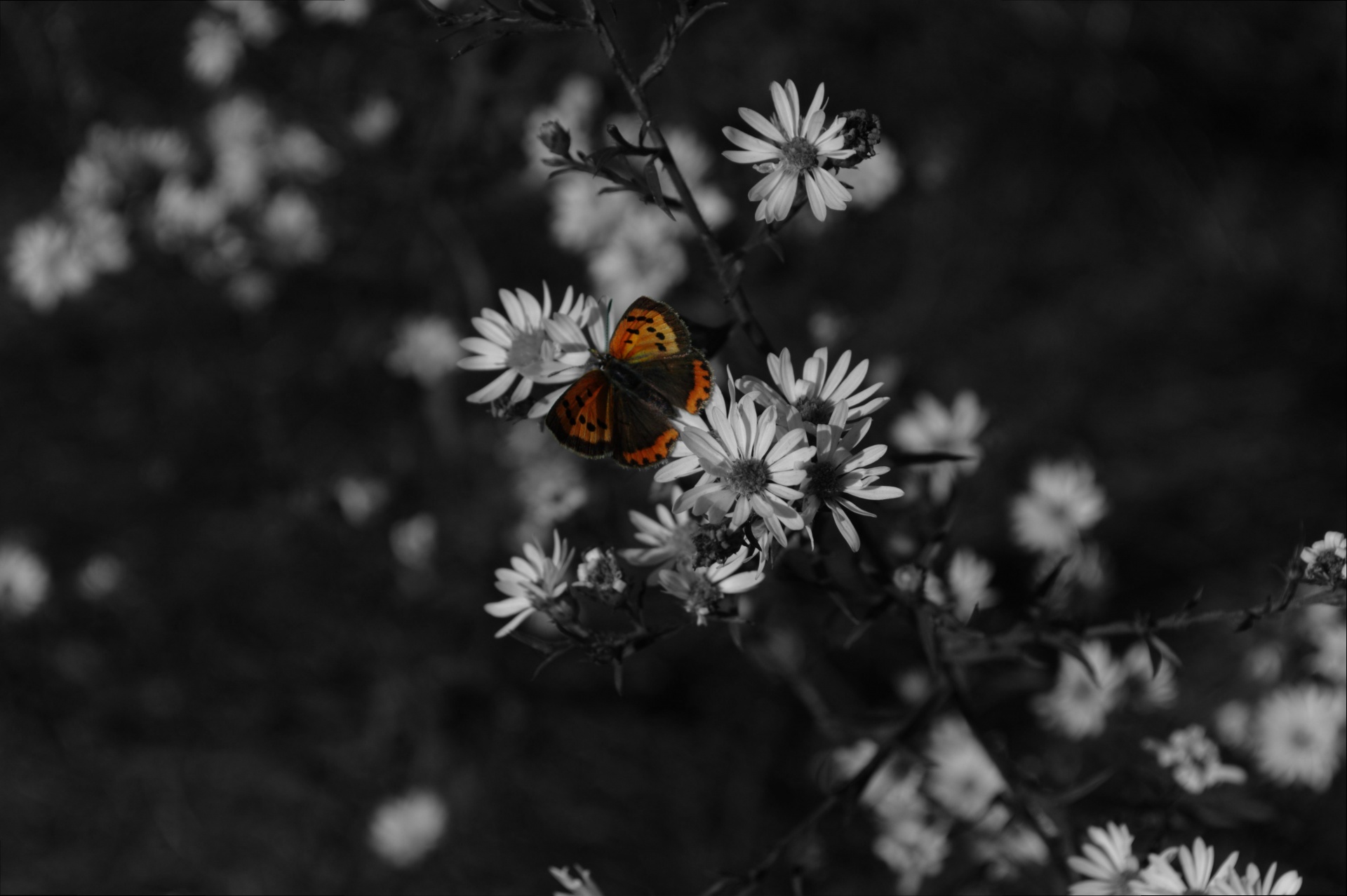 butterfly black white free photo