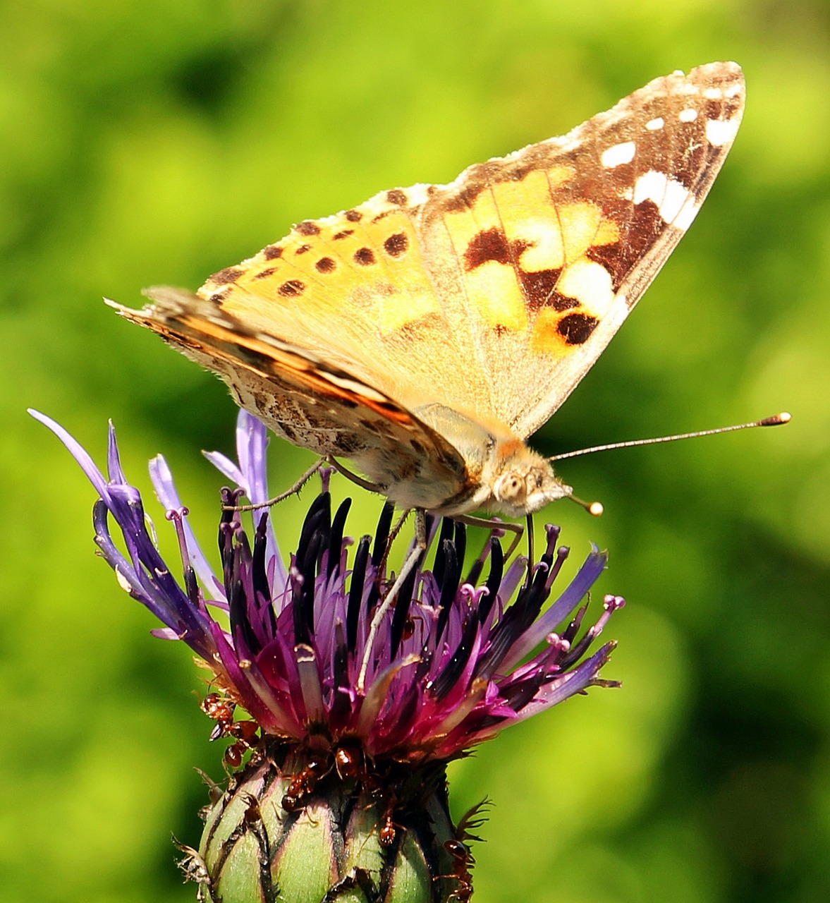 butterfly cornflower ants free photo