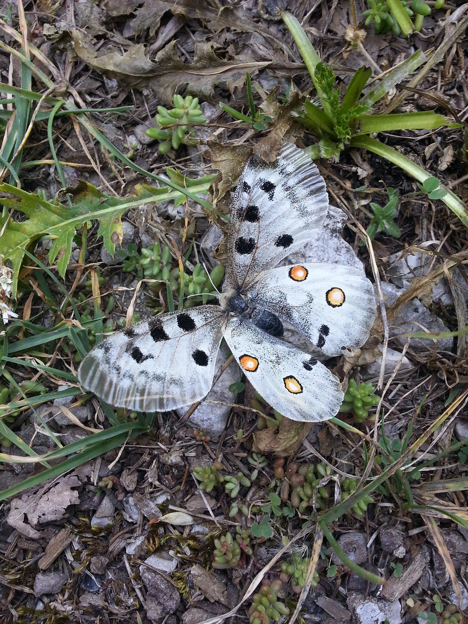 butterfly nature insect free photo