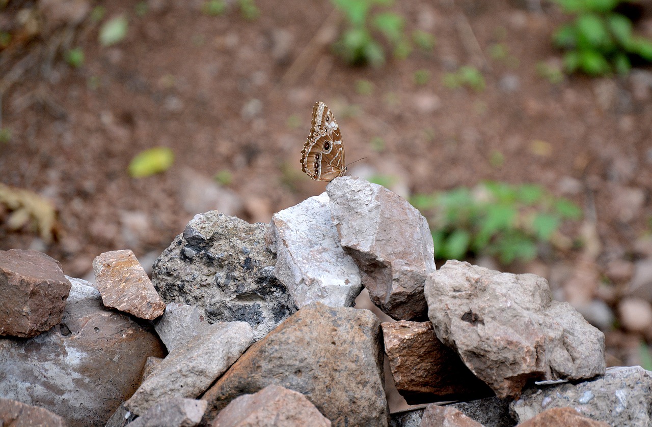 butterfly nature rocks free photo