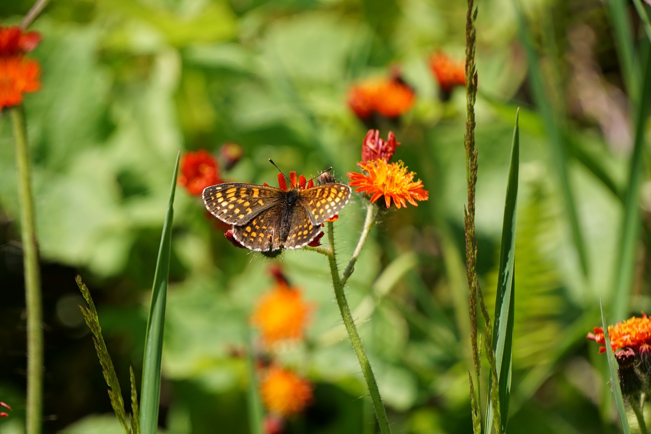 butterfly nature flower free photo