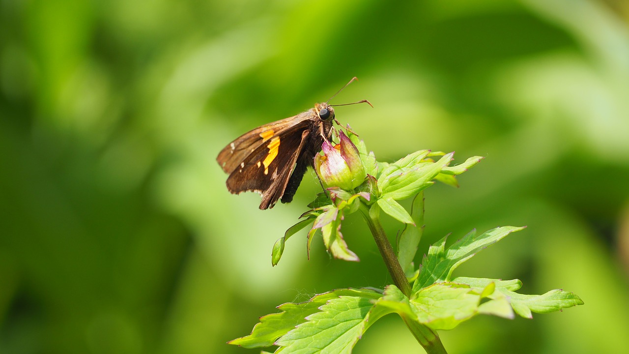 butterfly plant animal free photo