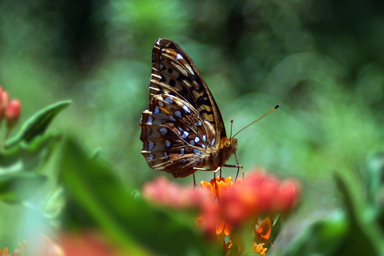 butterfly insect nature free photo