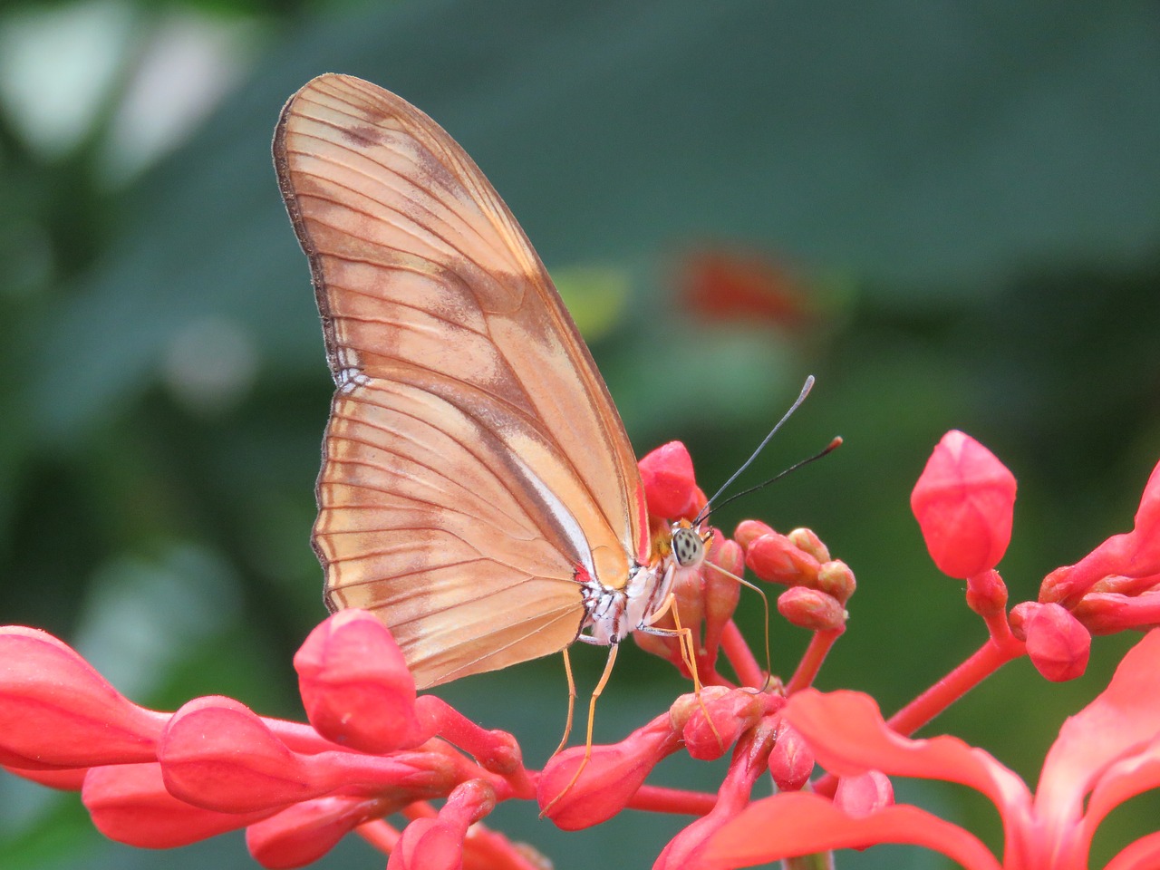 butterfly close up insect free photo