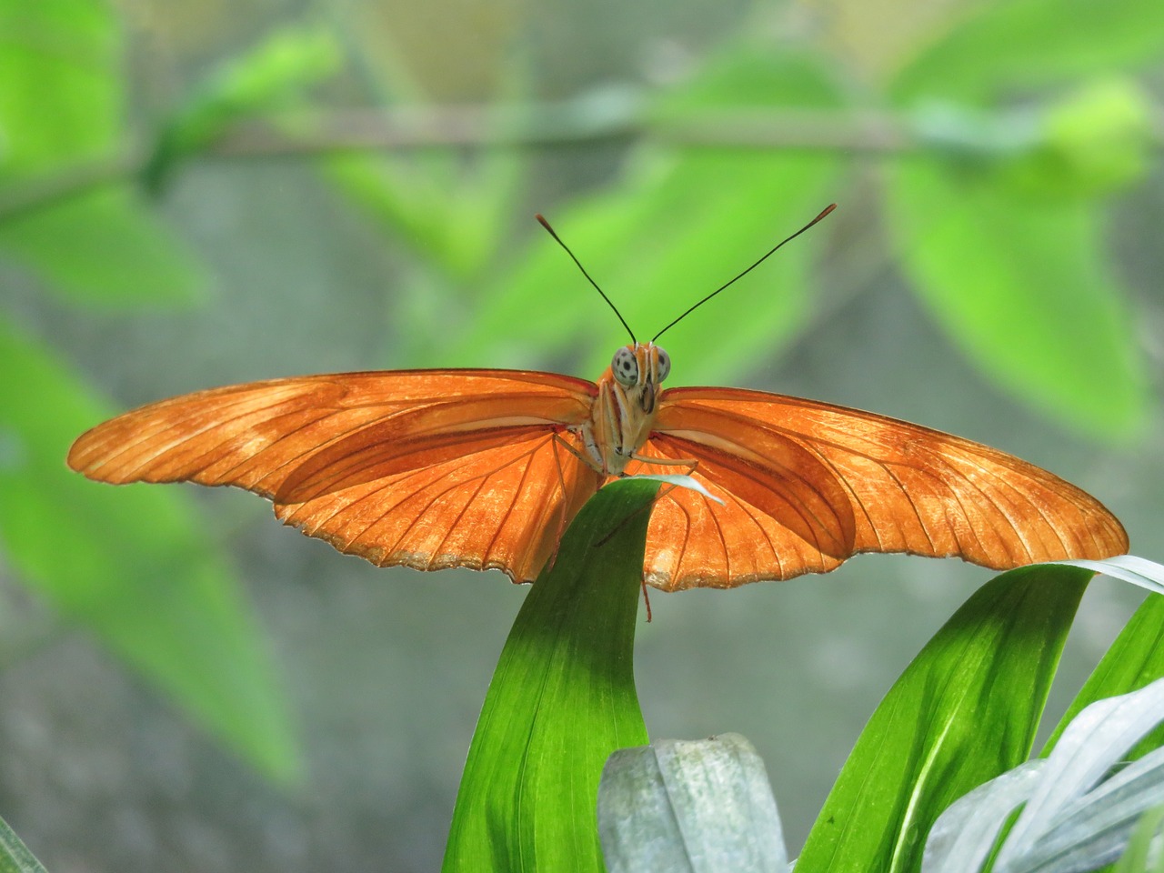 butterfly close up insect free photo