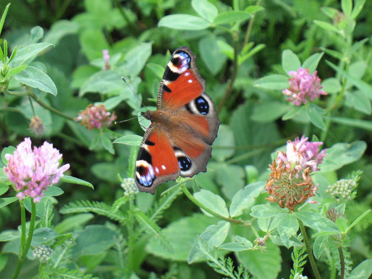 butterfly insect nature free photo