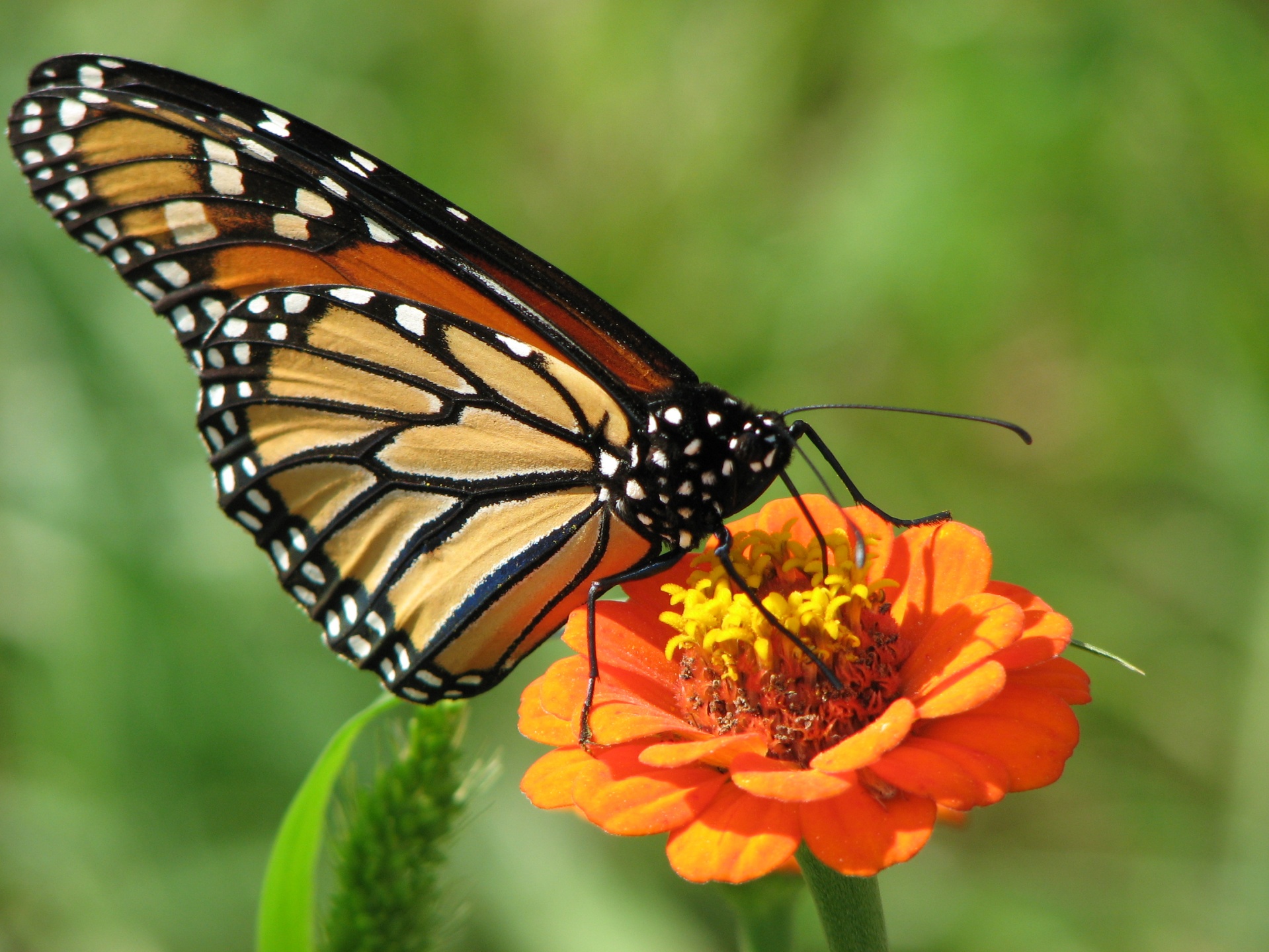 butterfly nature flower free photo