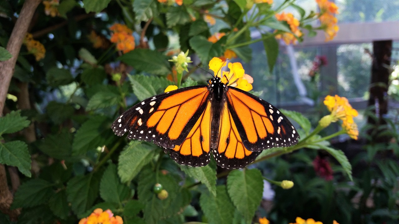 butterfly african monarch botanical garden free photo