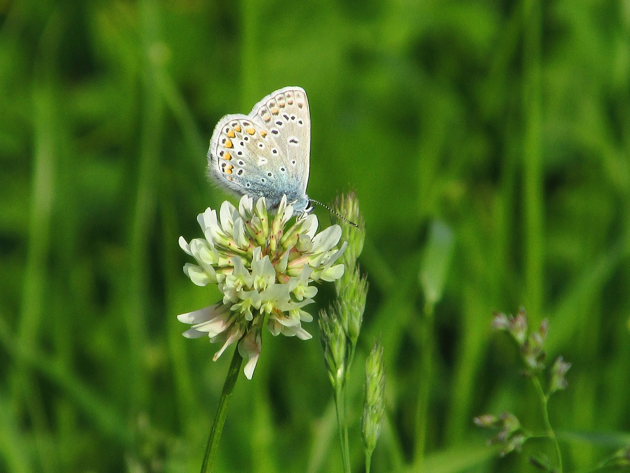 butterfly nature insect free photo