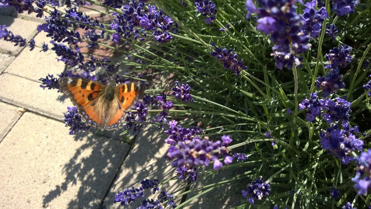 butterfly close insect free photo