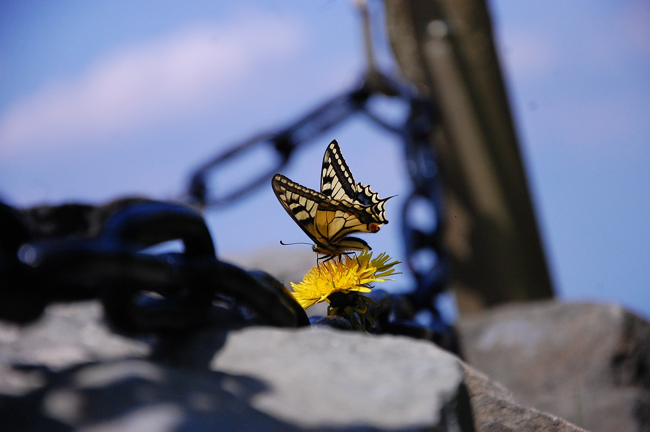 butterfly chain flower free photo