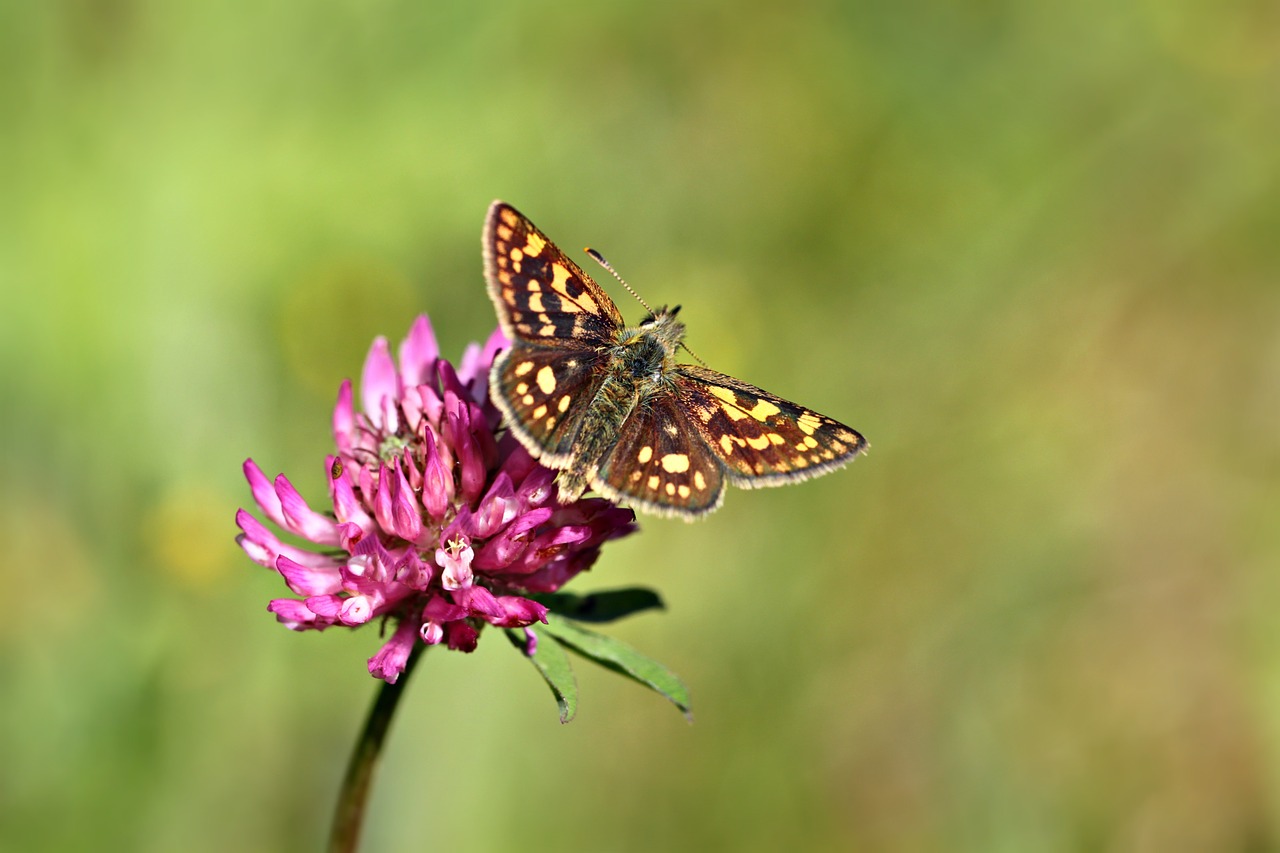 butterfly butterflies insect free photo