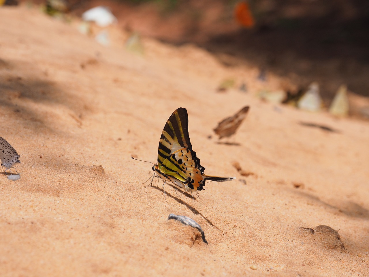 butterfly natural insect free photo