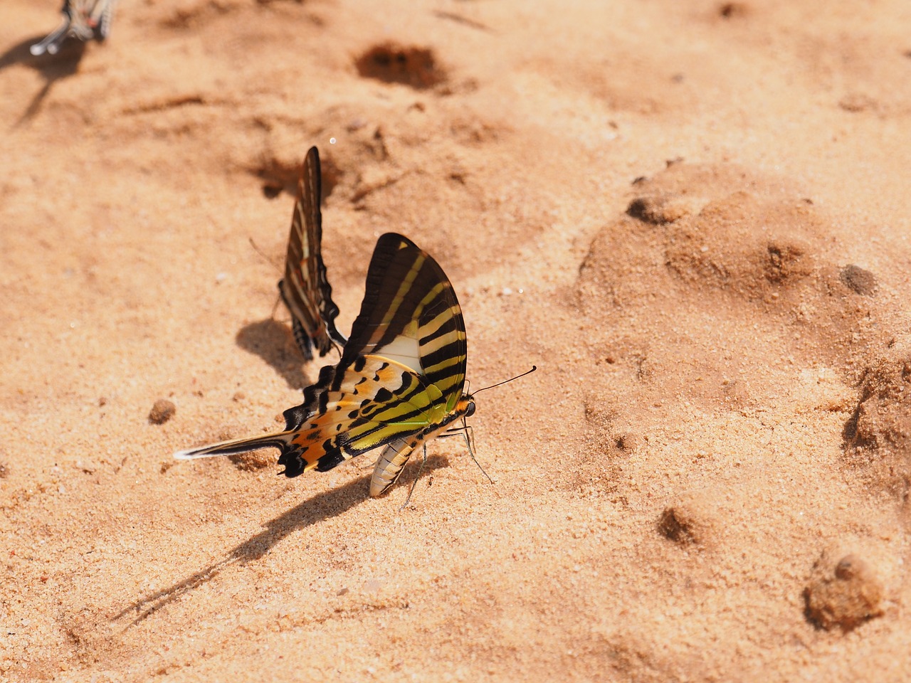 butterfly natural insect free photo