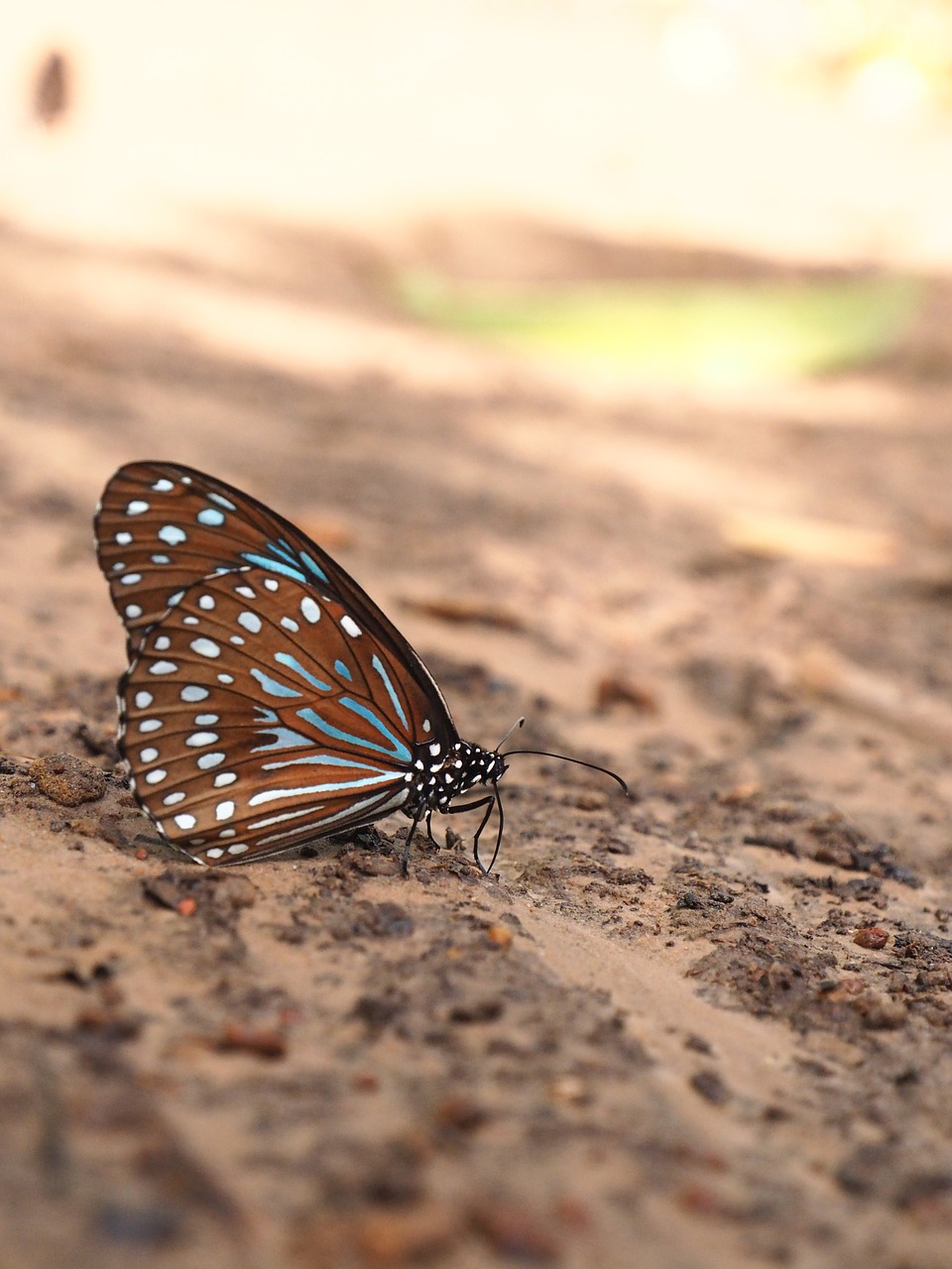 bear butterfly natural free photo