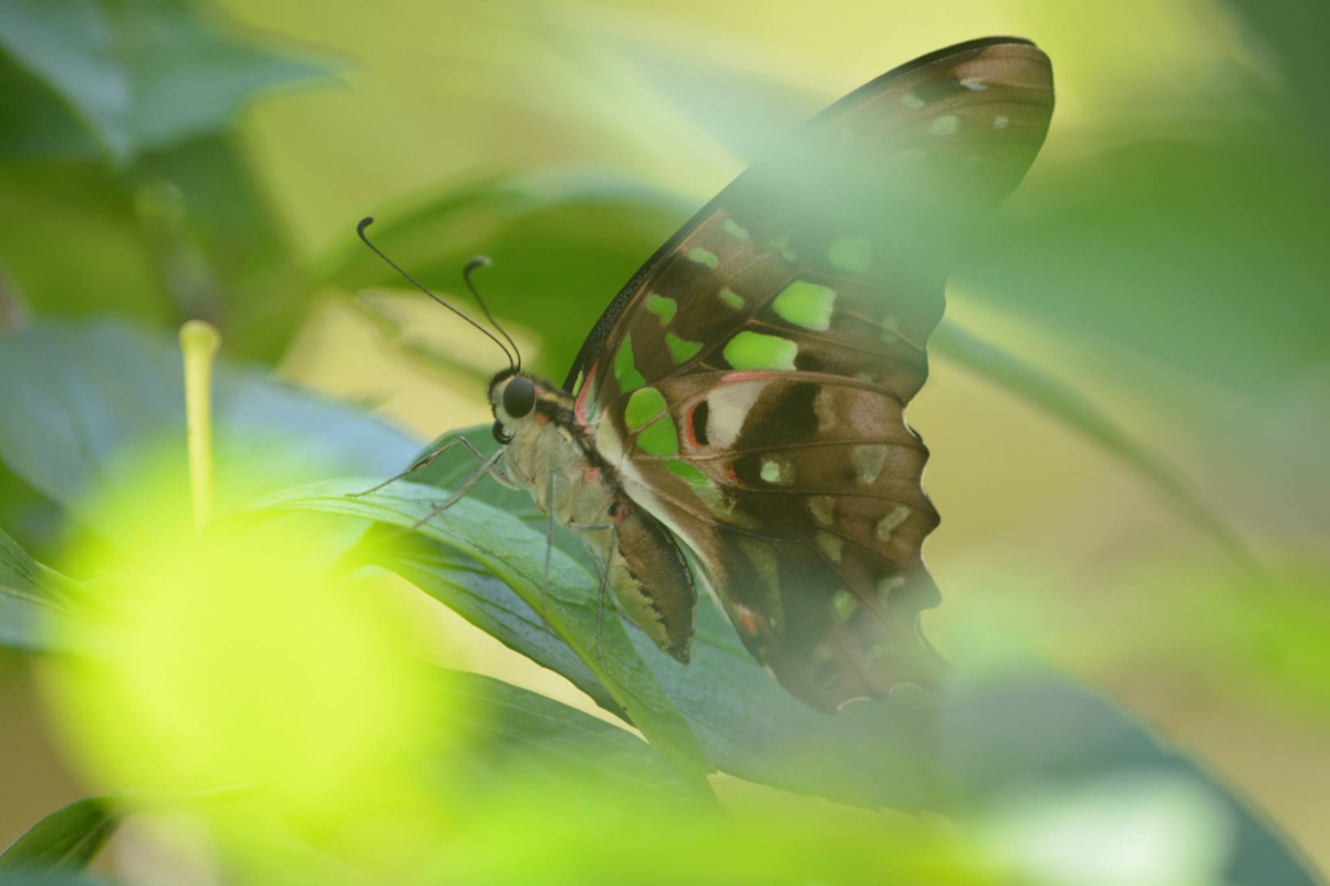 beautiful butterfly butterfly free photo