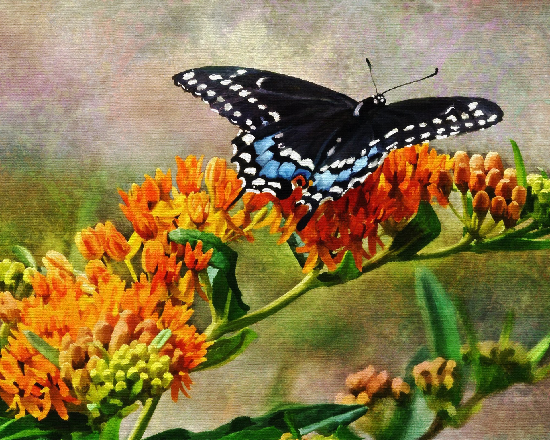 butterfly flower butterfly weed free photo