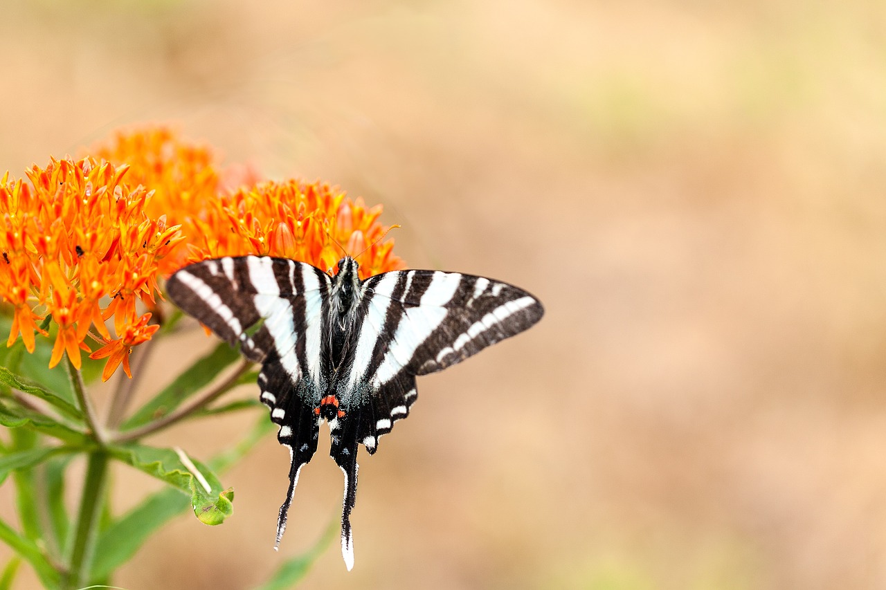 butterfly striped summer free photo