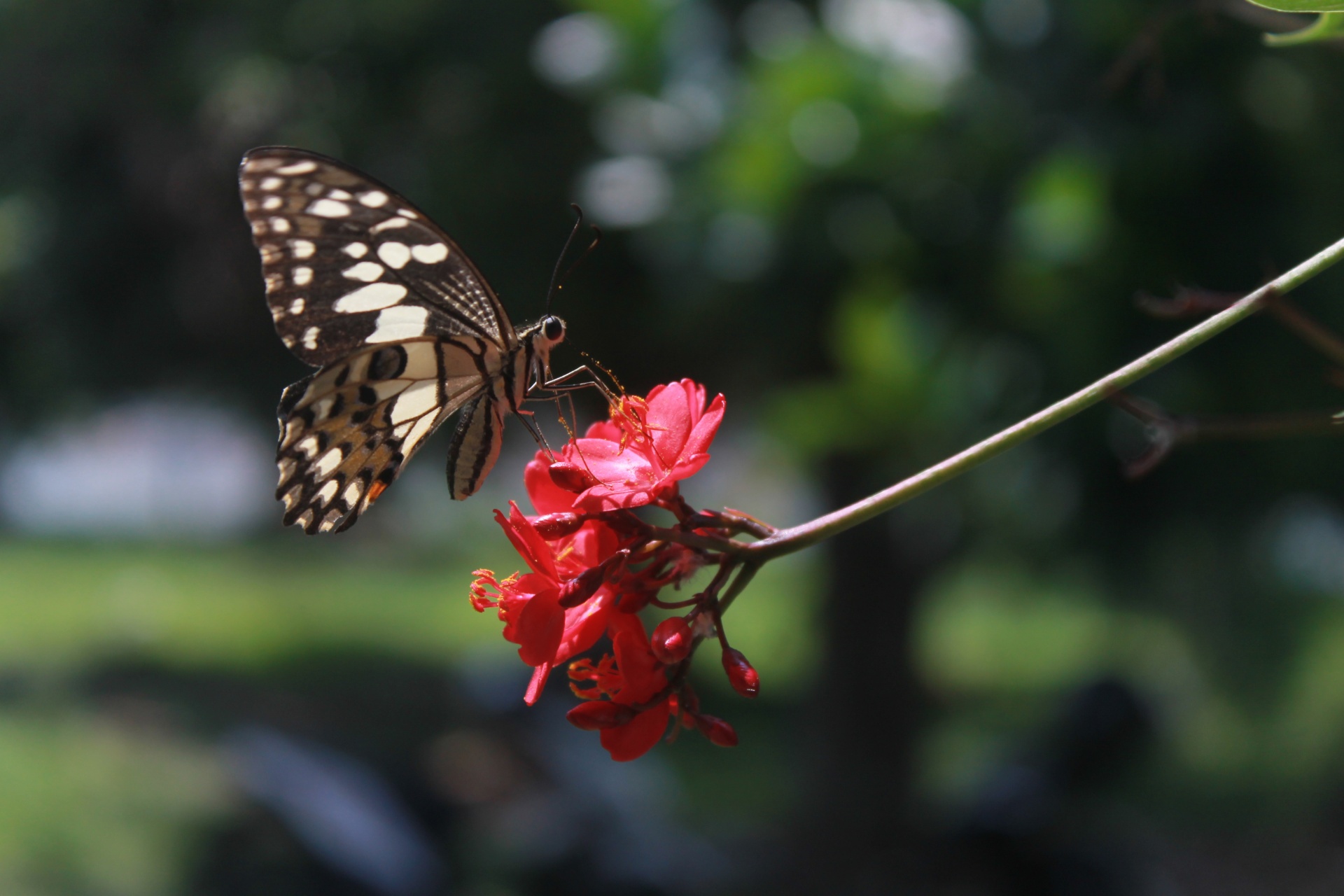 animal butterfly free pictures free photo