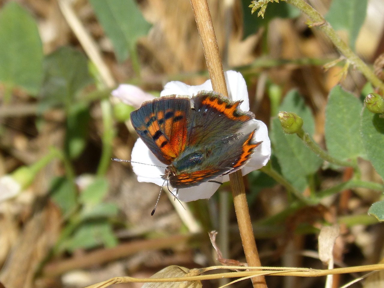 butterfly lycaena phlaeas bicolor mantle free photo