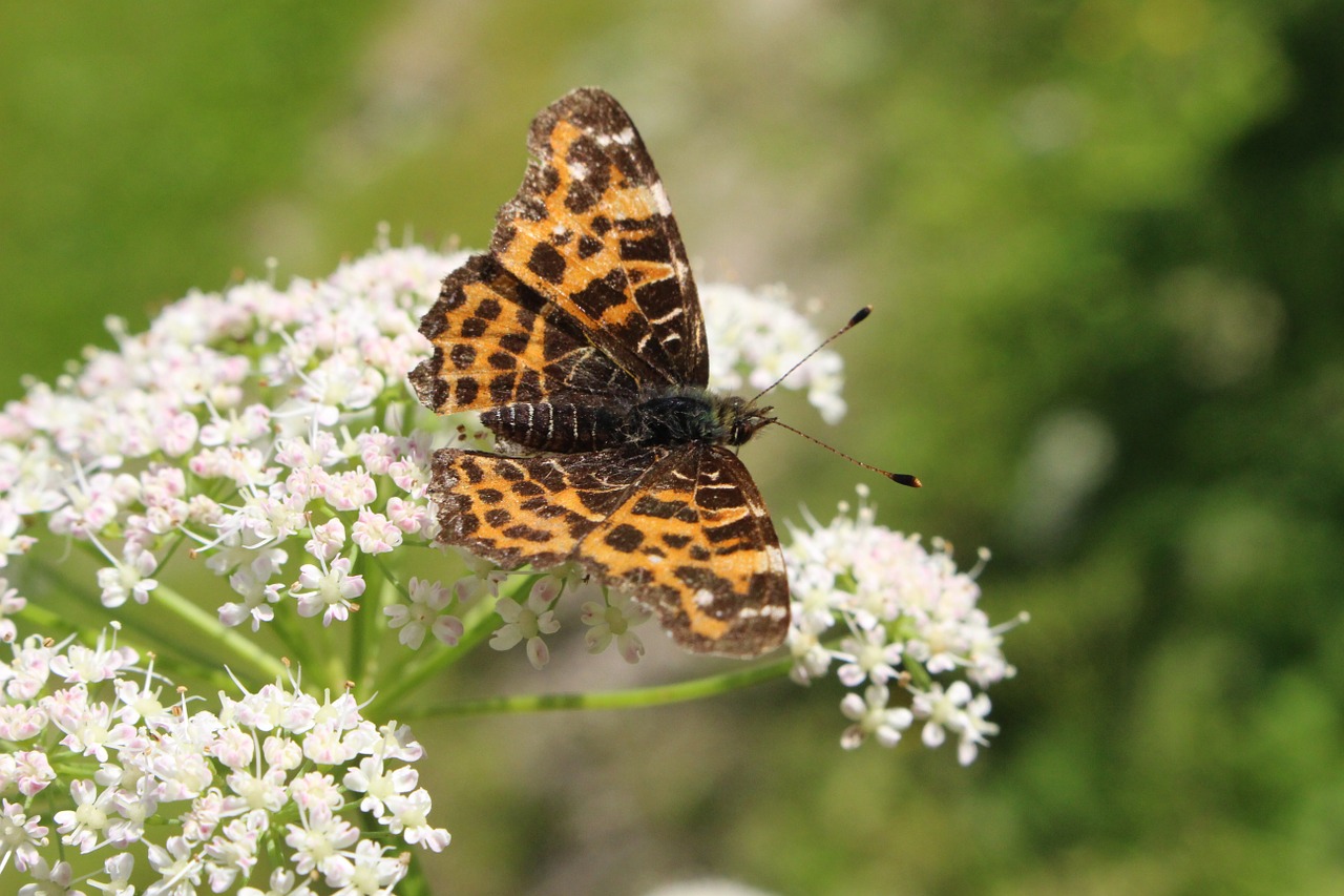 butterfly flower nature free photo