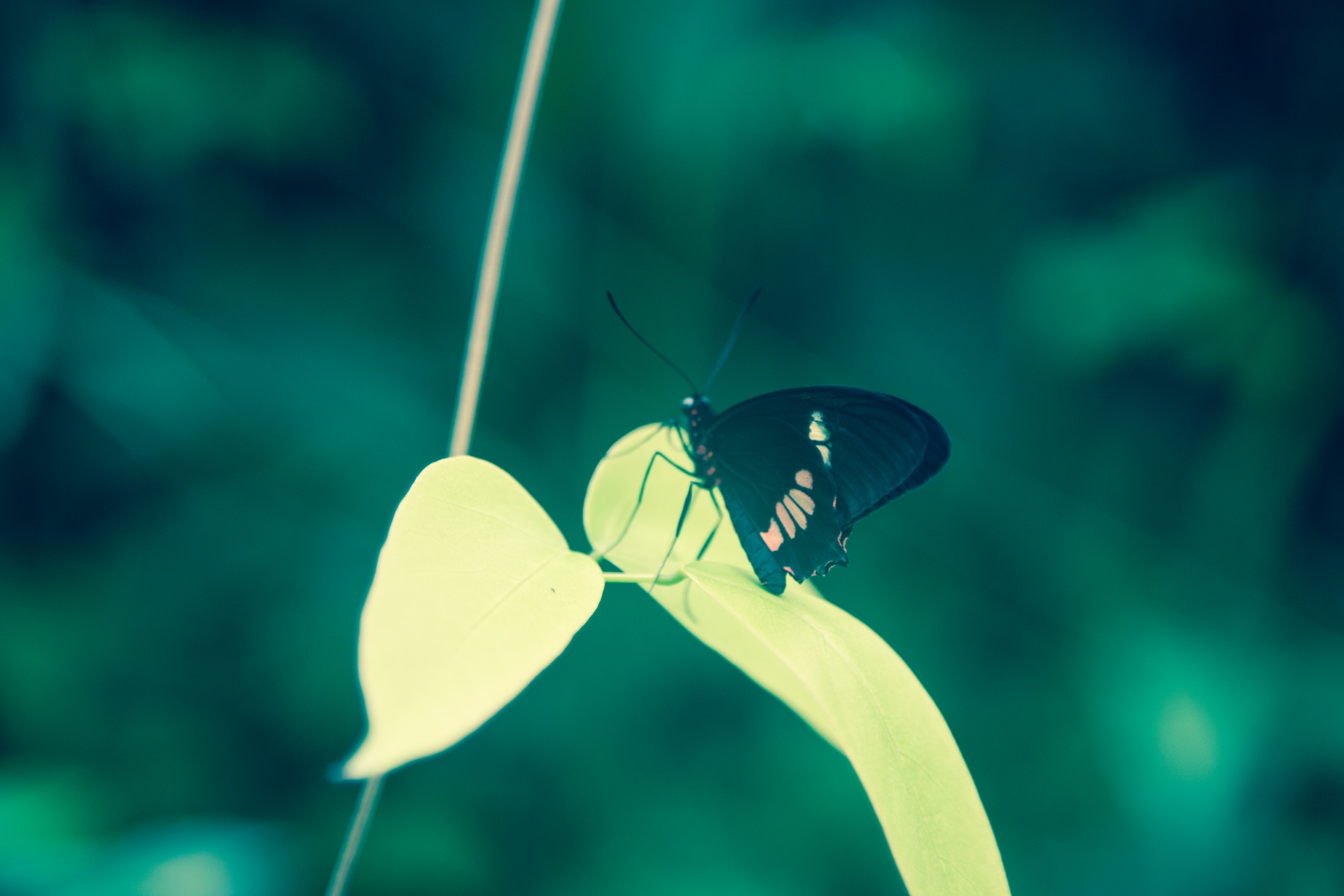 wings wet fly free photo