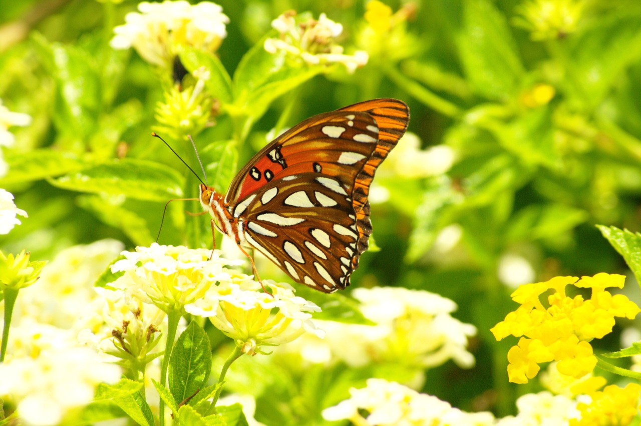 butterfly brown green free photo