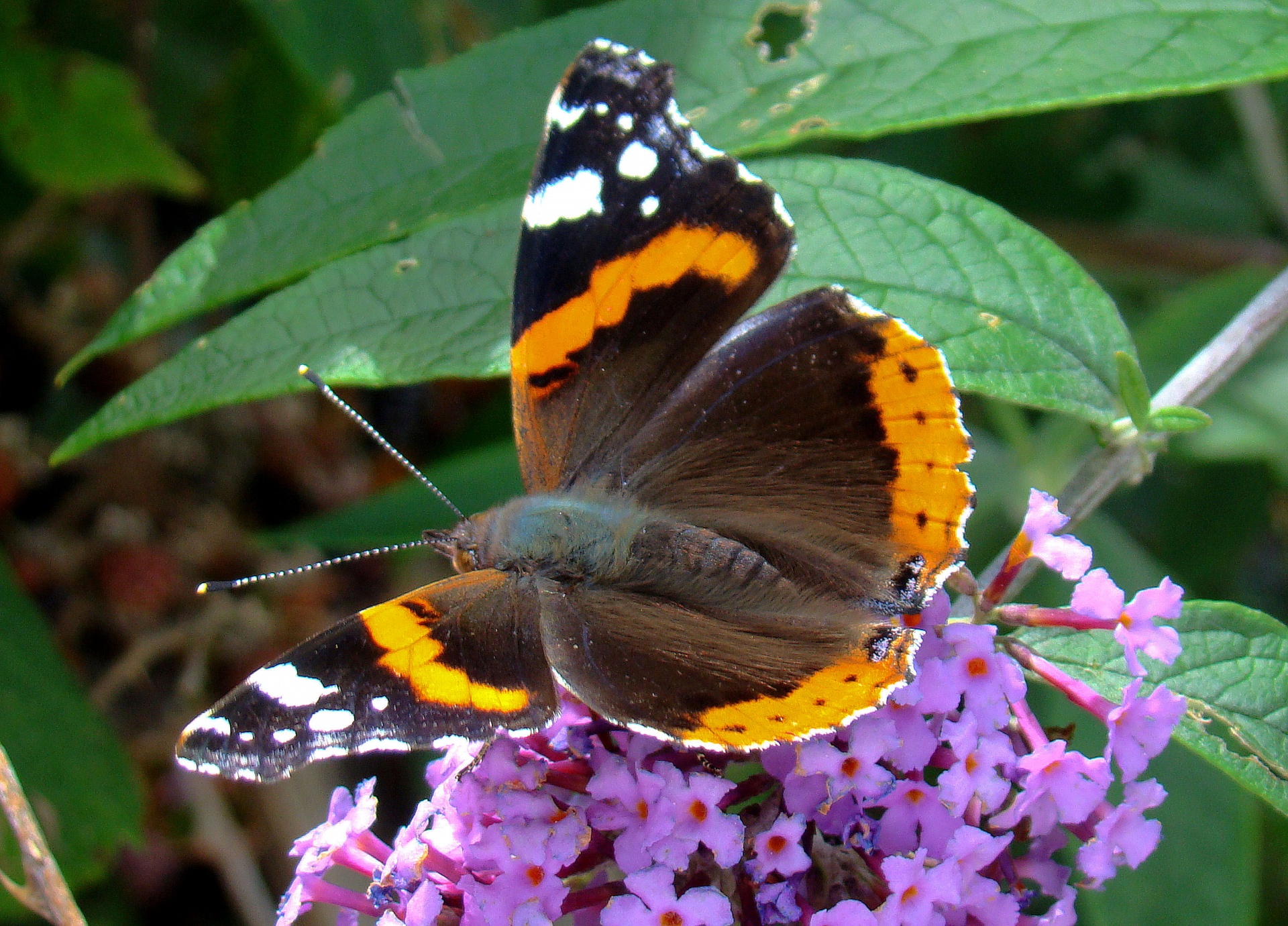 butterfly brown orange free photo