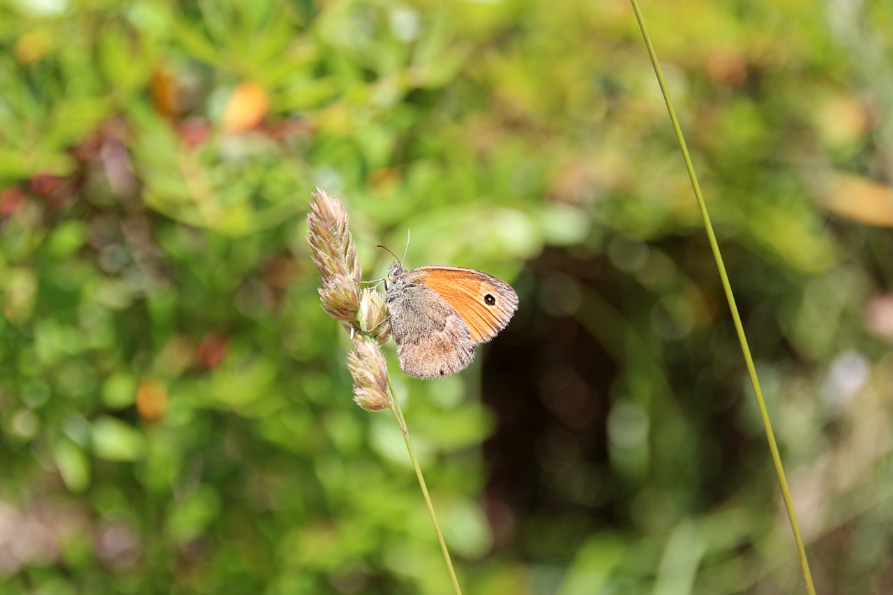 butterfly nature insect free photo