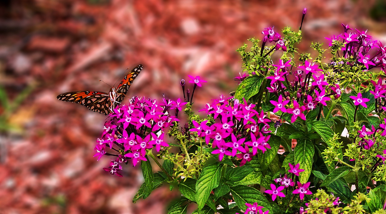 butterfly flowers garden free photo